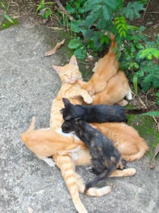 Six Kittens in Lodhi Colony, Two Months Old, Four Boys and Two Girls in Delhi NCR