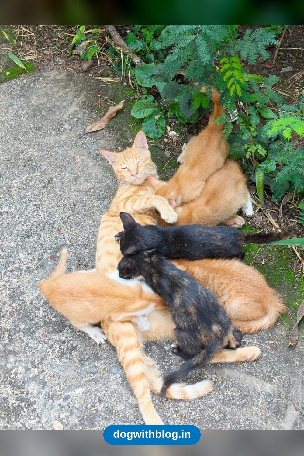 Six Kittens in Lodhi Colony, Two Months Old, Four Boys and Two Girls in Delhi NCR