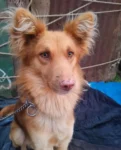 Lost Dog, Jeenu in Ooty