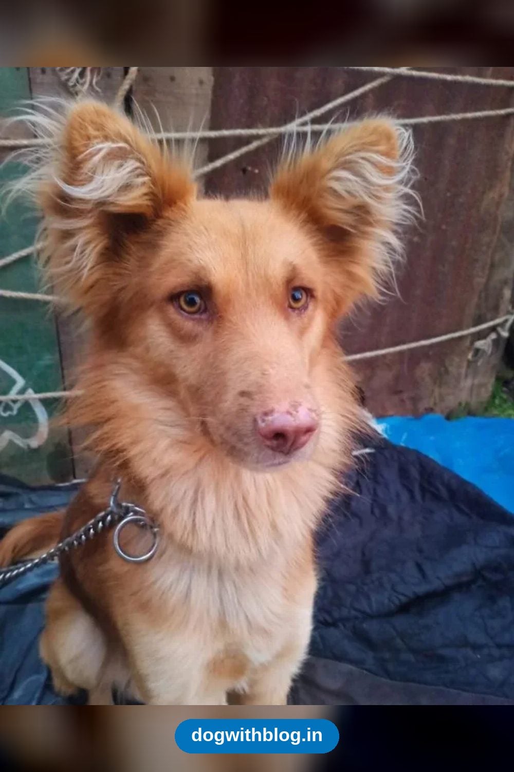 Lost Dog, Jeenu in Ooty