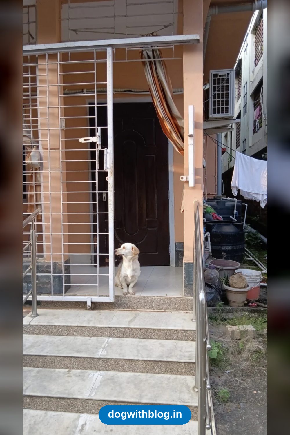 Lost Dog, Jonisa in Guwahati