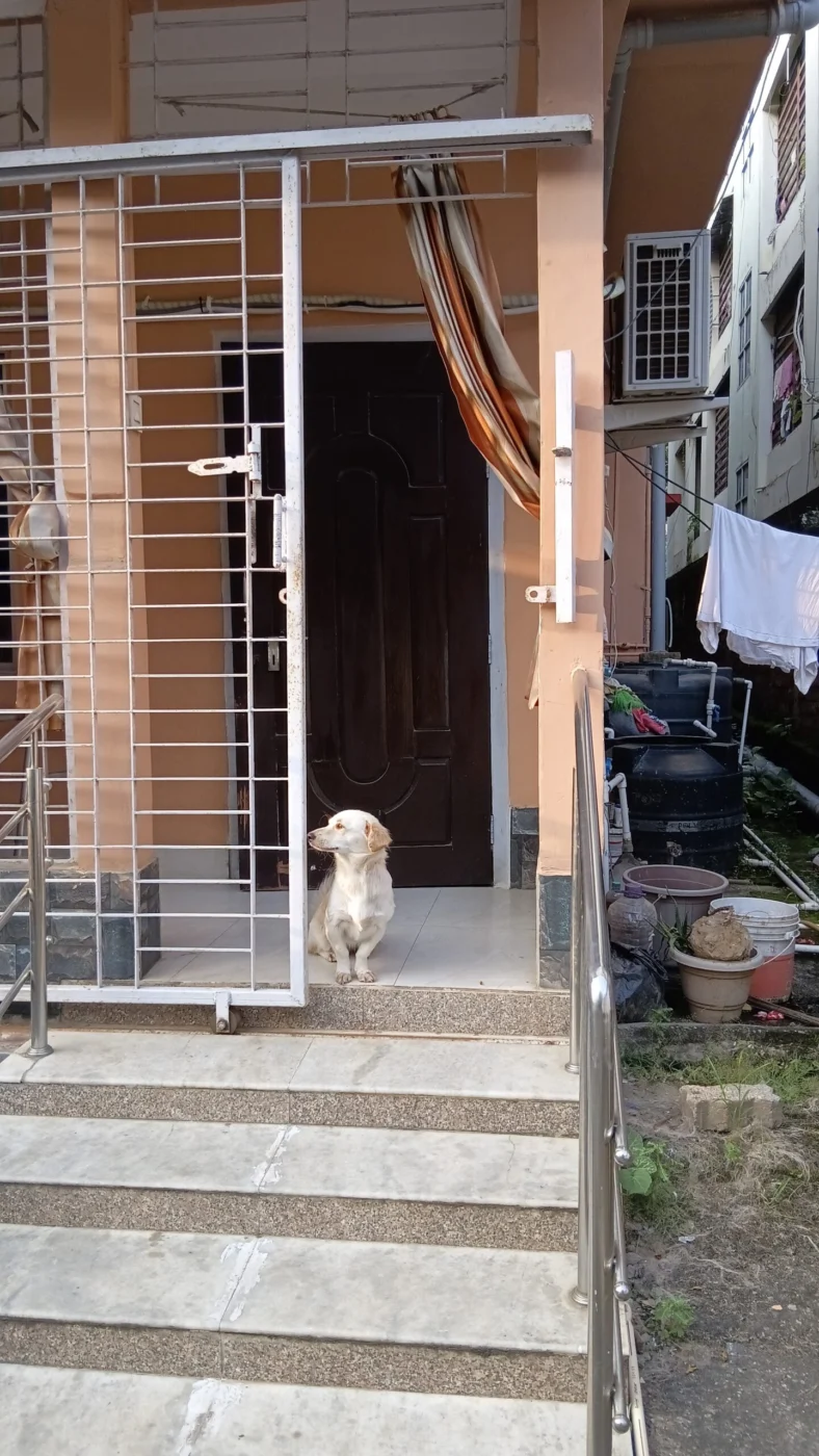 Lost dog Jonisa, last seen near Silpukhuri kanwachal road house 05, Guwahati