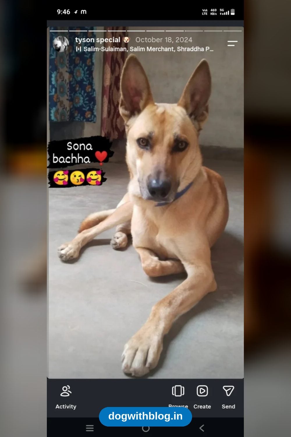 Lost Dog, Tyson in Patna