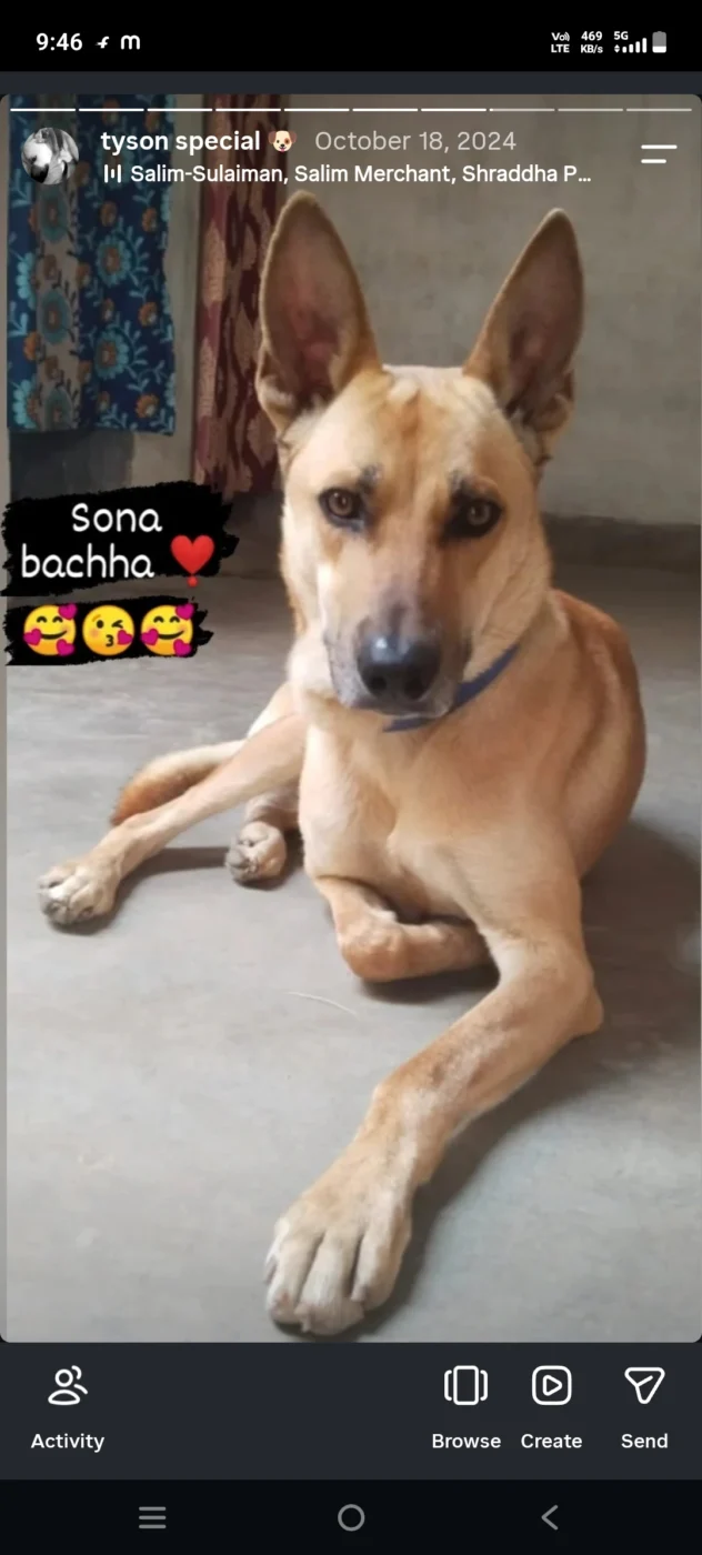 Lost dog Tyson, last seen near New chhitnwa road pul, Patna