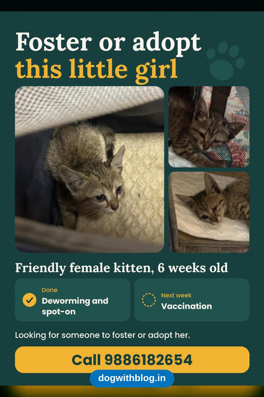 6-Week-Old Female Kitten, Dewormed and Spot-On Done, Needs a Home — Bengaluru