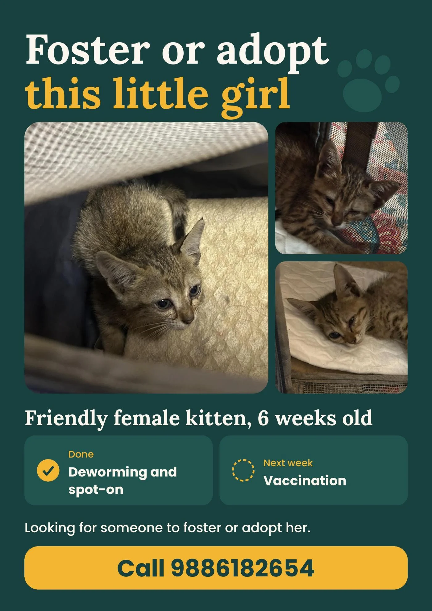 6-Week-Old Female Kitten, Dewormed and Spot-On Done, Needs a Home in Bengaluru
