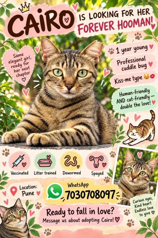 Cairo, a Cuddly 1-Year-Old Spayed Cat, Needs a Home in Pune