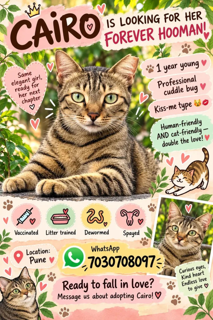 Adoption poster for Cairo, a tabby cat with green eyes, listing her vaccination, spaying and a WhatsApp contact in Pune