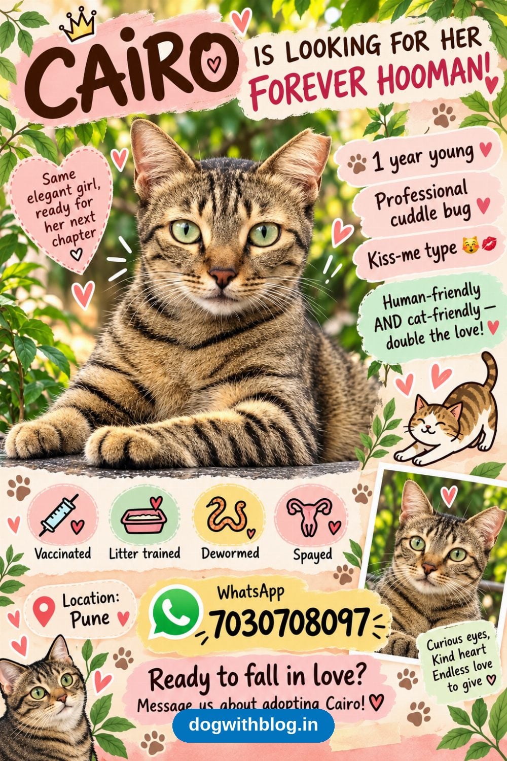 Cairo, a Cuddly 1-Year-Old Spayed Cat, Needs a Home in Pune