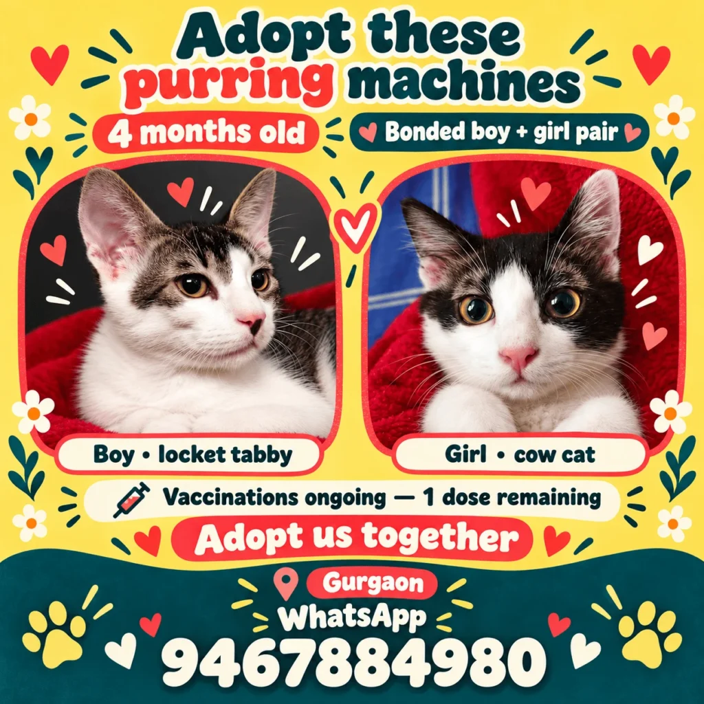 Adoption poster for two 4-month-old kittens, a locket tabby boy and a cow-cat girl on red cloth, with Gurgaon and a WhatsApp number printed below