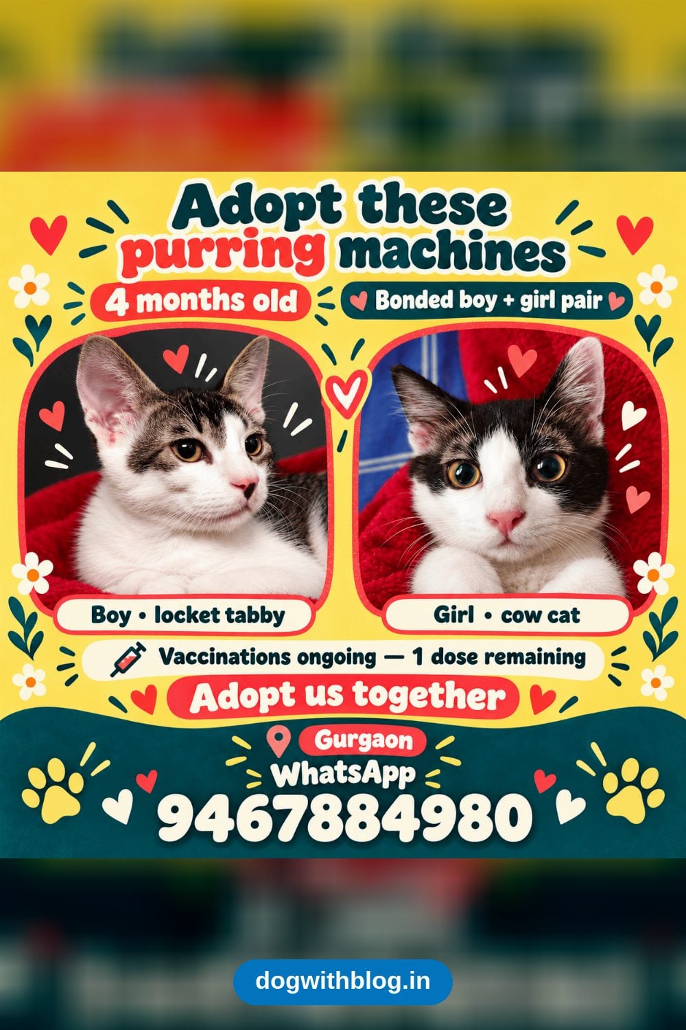 Boy and Girl Kitten Pair, 4 Months Old, Must Be Adopted Together — Delhi NCR