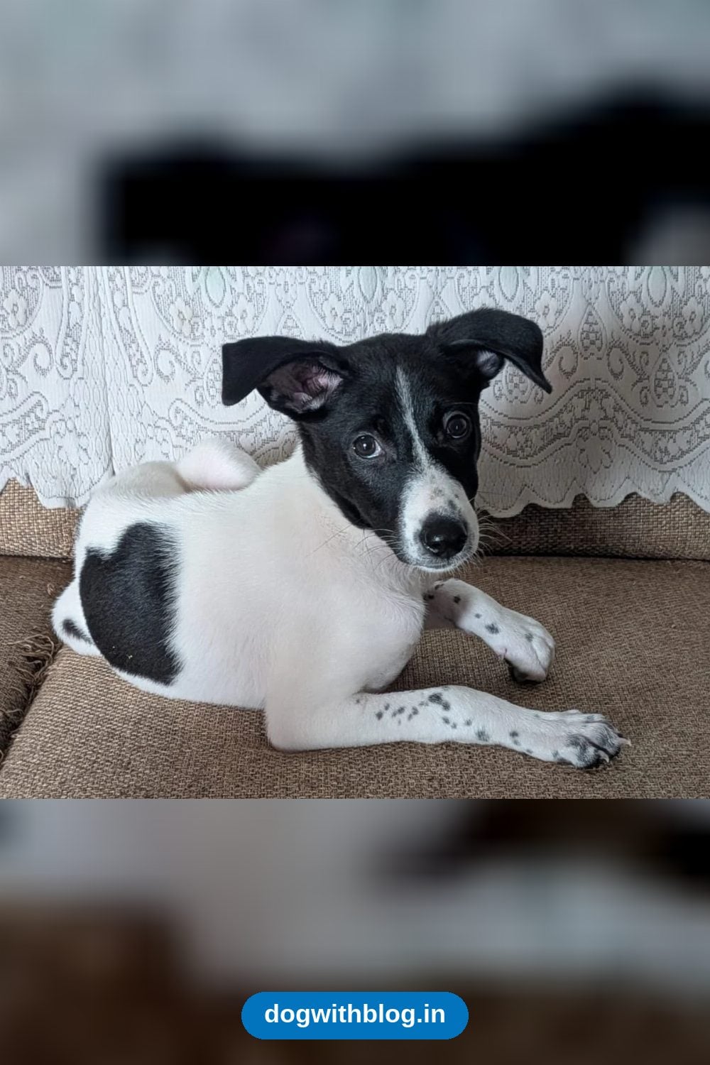 Millie, Cuddly 3-Month-Old Puppy Rescued From Garbage Needs a Home in Bengaluru