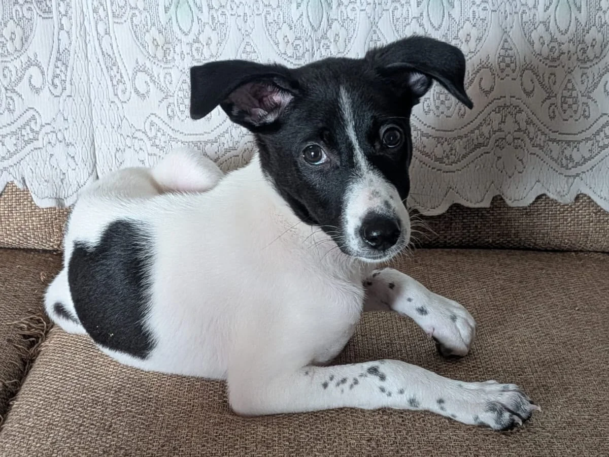 A black and white puppy with floppy ears and a white blaze lying on a brown sofa in Mahadevapura, Bengaluru
