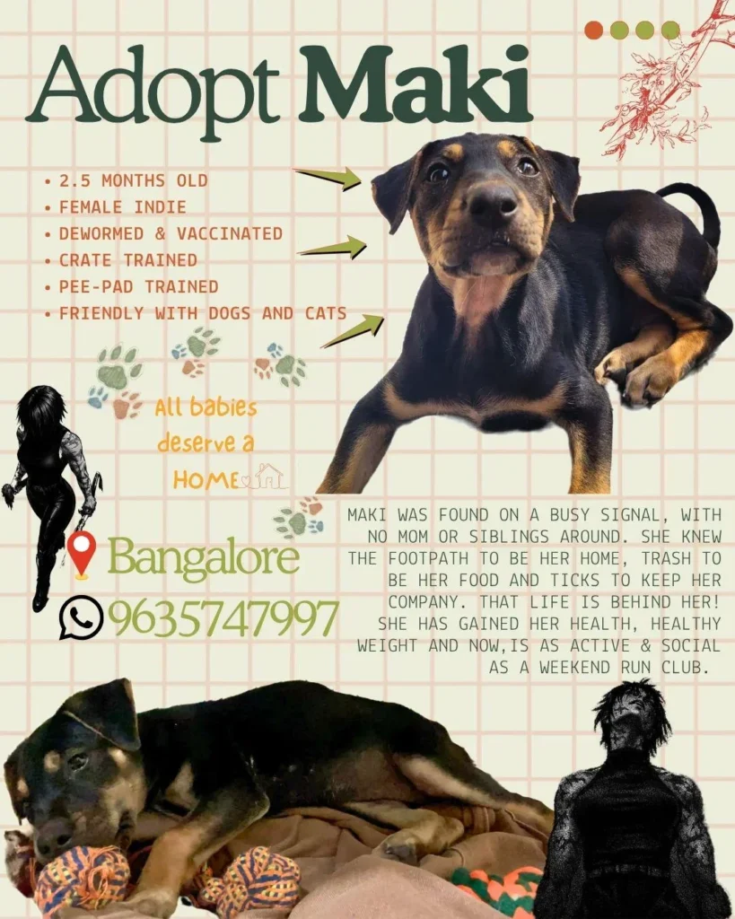 Adoption poster for Maki, a black and tan indie puppy lying on her front with her head raised, with a second photo of her resting on a blanket next to orange rope toys.