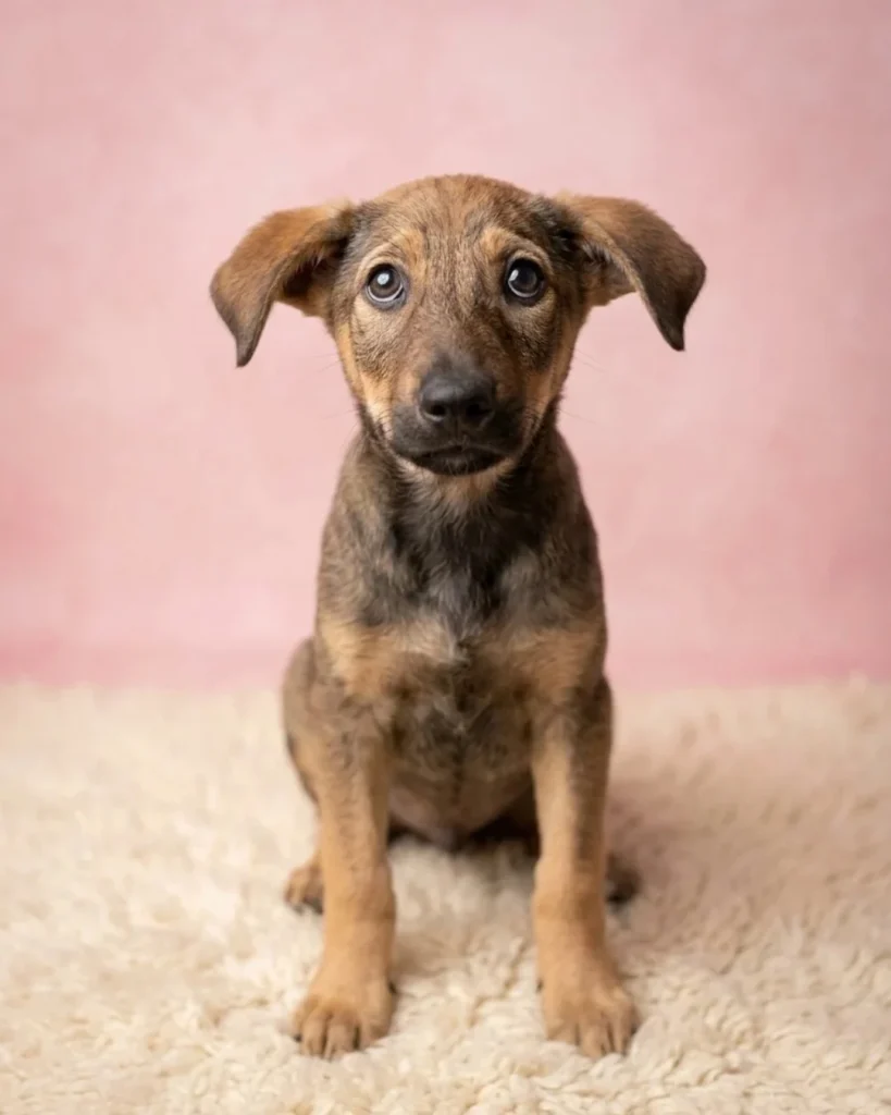 Maple, a brown puppy with darker markings, sitting on a cream rug against a pink backdrop