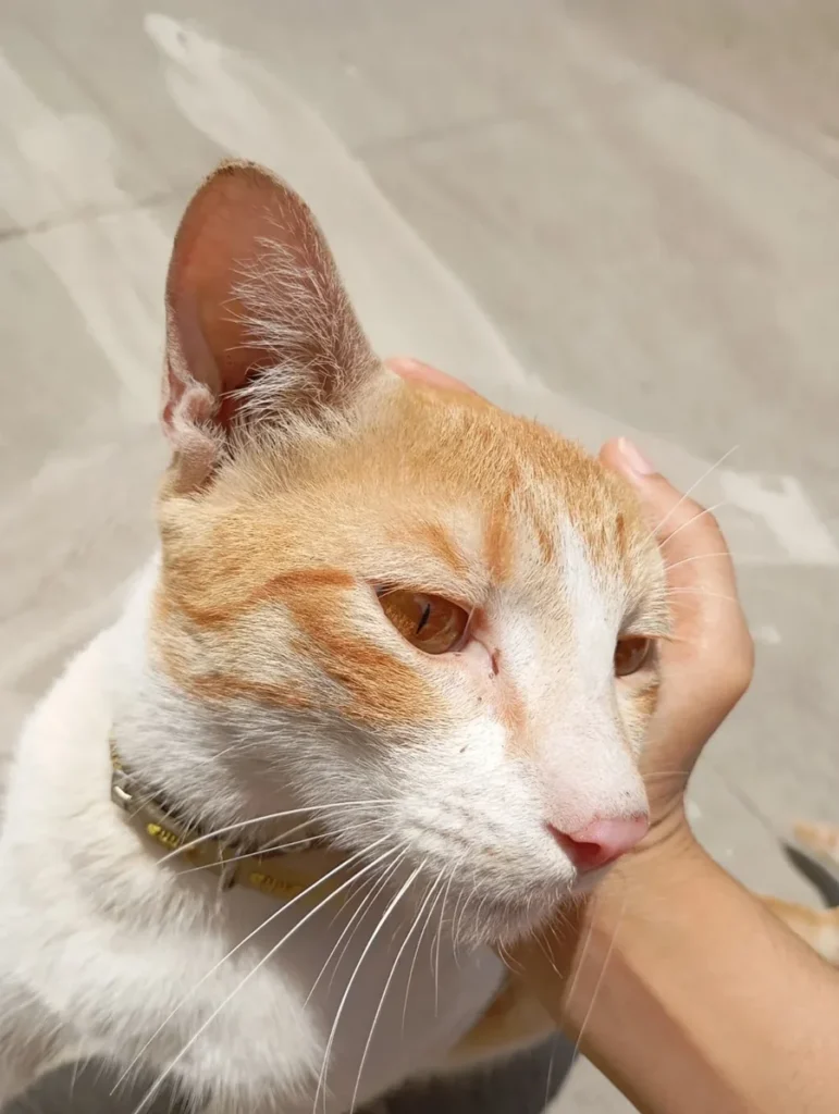 Orange and white cat with amber eyes and a yellow collar leaning into a hand that strokes his head, on a sunlit paved surface. A male community cat in Marathahalli, Bengaluru.