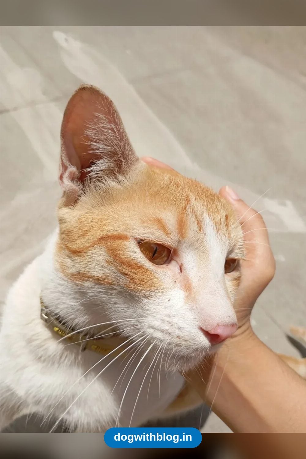 A Gentle Male Community Cat in Marathahalli Needs an Urgent Foster or Adopter — Bengaluru