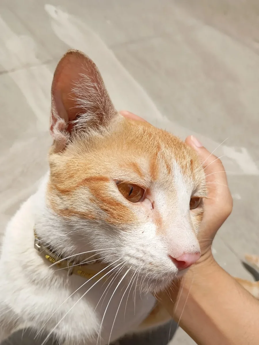 Orange and white cat with amber eyes and a yellow collar leaning into a hand that strokes his head, on a sunlit paved surface. A male community cat in Marathahalli, Bengaluru.