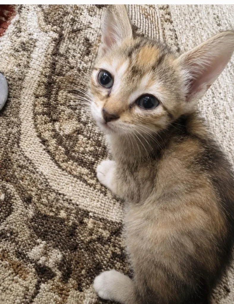 Calico-tabby kitten Melon looking up at the camera from a patterned rug, up for adoption in Bengaluru