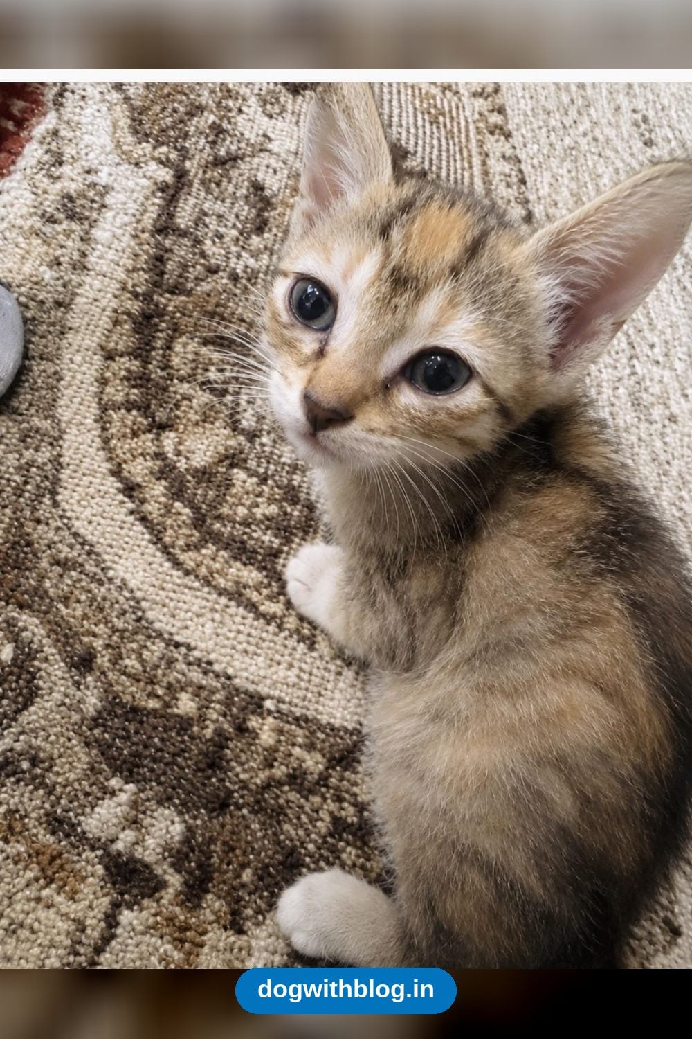 Melon, a 50-Day-Old Calico-Tabby Kitten With Her First Vaccine Done in Bengaluru