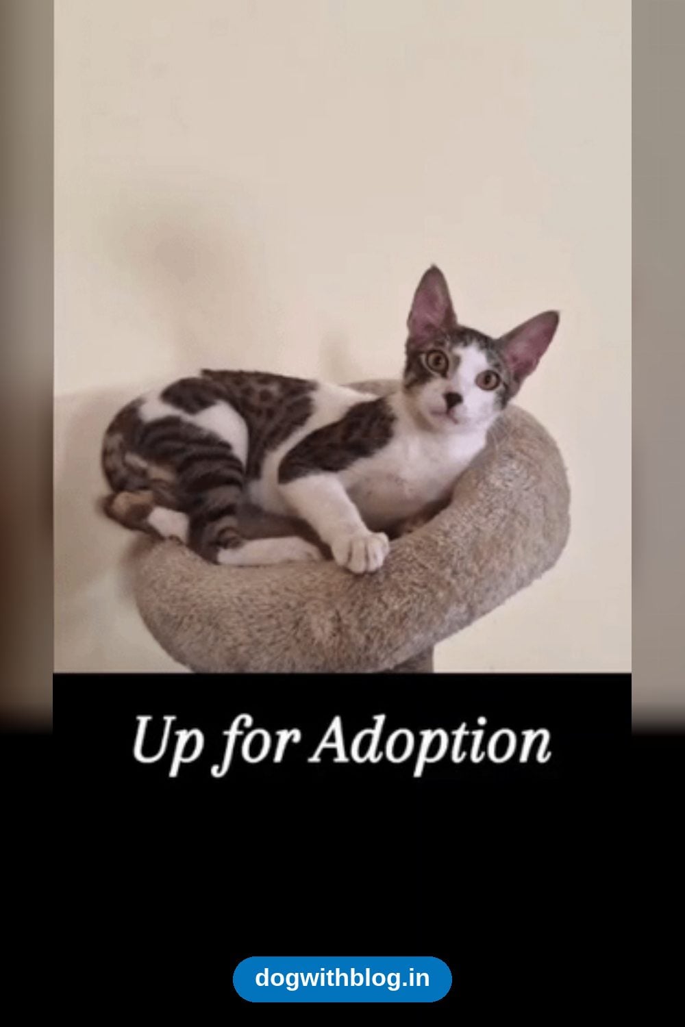 Bonita, a Vaccinated 4-Month-Old Kitten, Needs a Family in Delhi NCR