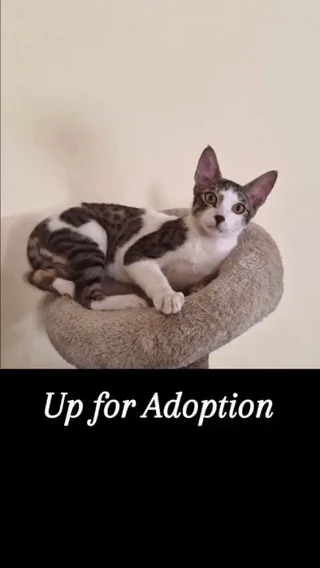 A white kitten with brown tabby patches lying on a beige cat scratching post and looking at the camera, with the words Up for Adoption beneath. This is Bonita, a kitten in Delhi.