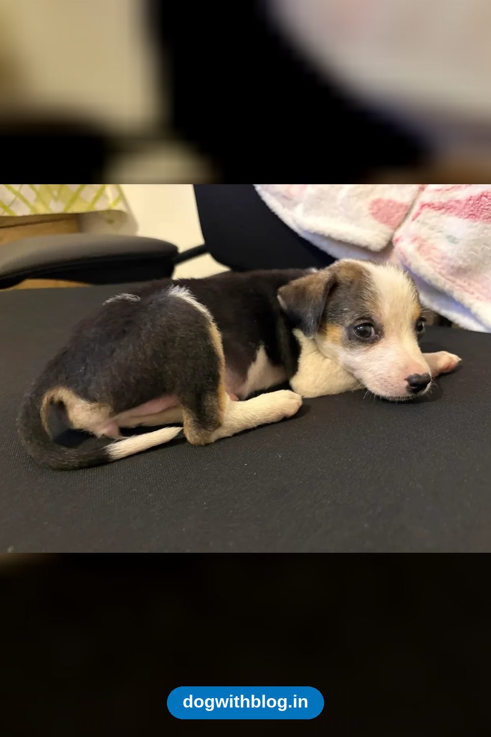 Millie, a Puppy Found Shivering at a Construction Site, Needs a Warm Lap — Bengaluru