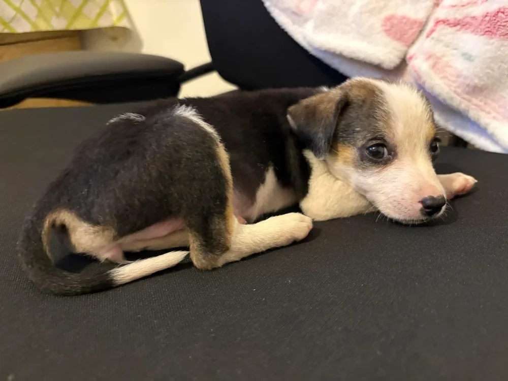Tricolour puppy with black, tan and white markings lying on a black seat cushion and looking toward the camera