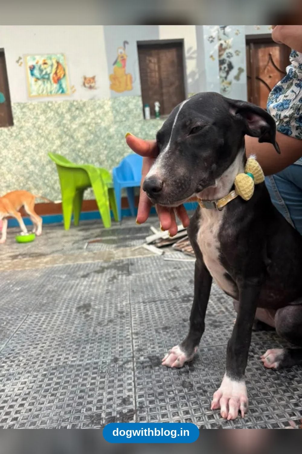 Millie and Noorie, 3.5-Month-Old Indie Sisters, Need Homes in Delhi NCR
