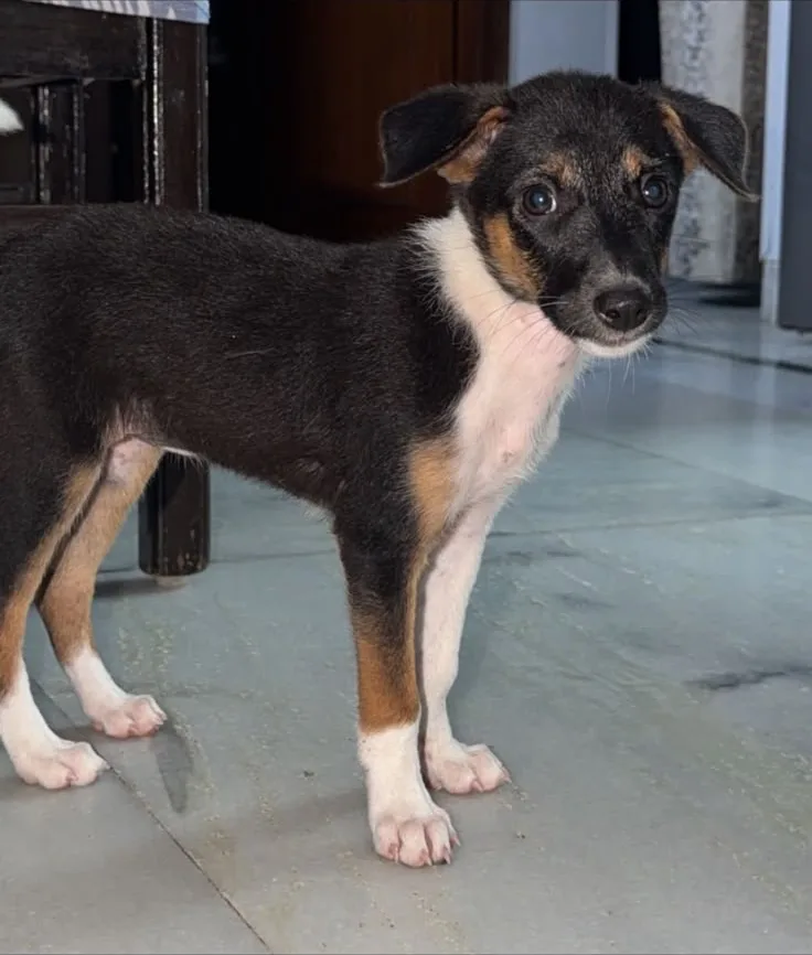 One of the Indie puppy sisters Millie and Noorie, black, white and tan, standing on a tiled floor
