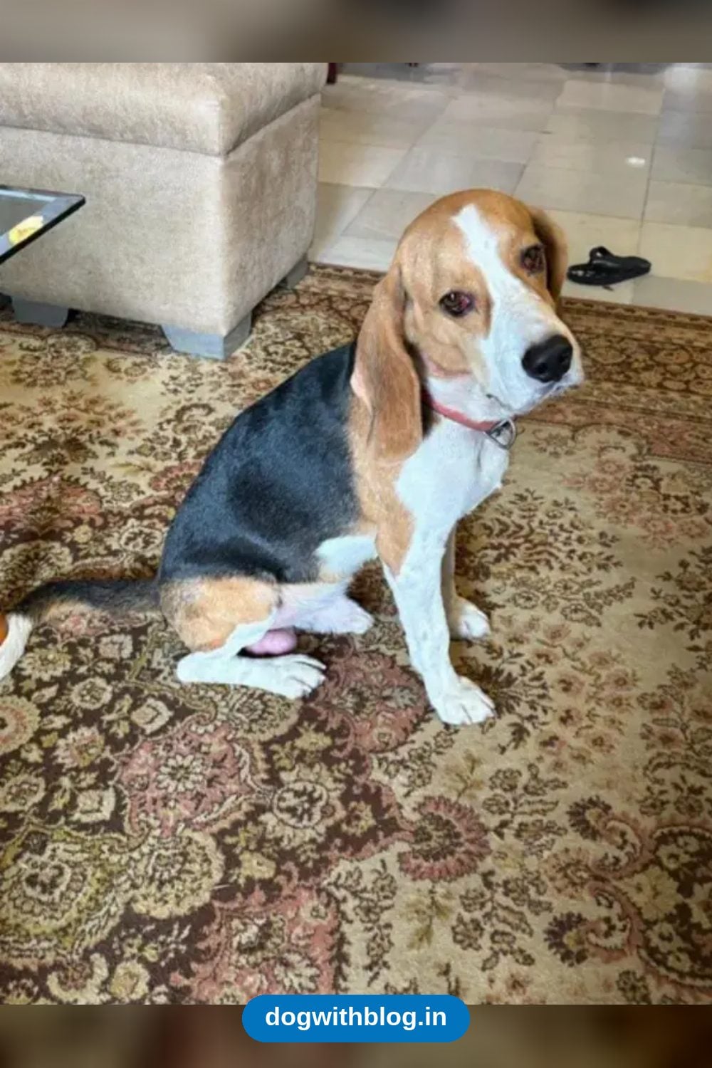 Milo, a Two-Year-Old Beagle, Went Home From Greater Kailash — Delhi NCR