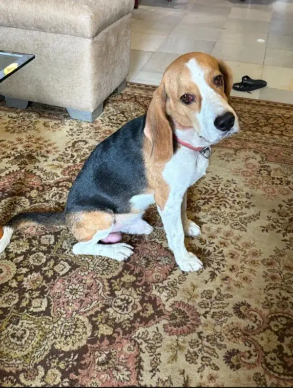 A tricolour Beagle with a red collar sitting on a patterned rug indoors, looking at the camera