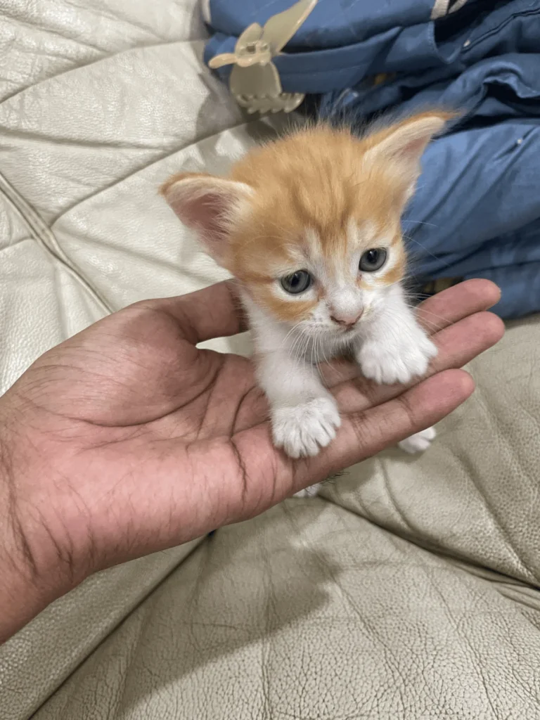 Tiny orange and white kitten held in an open palm on a beige sofa