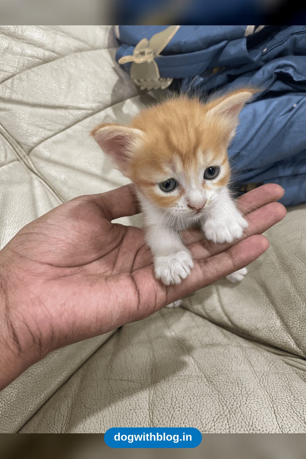 Archie and His Two Sisters, Three Orange Kittens in Balewadi — Pune