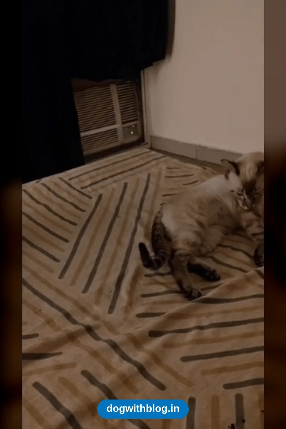 Mocha, a Returned Siamese Cat, Needs a Quiet Foster or Adopter — Delhi NCR