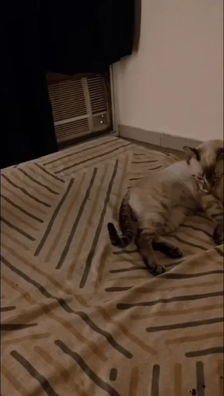 Siamese cat Mocha lying on her side on a striped bedsheet