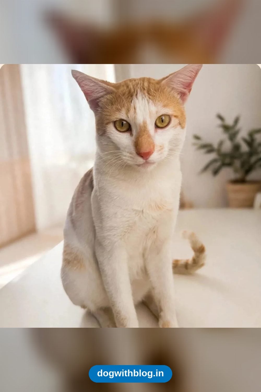Momo, Calm 10-Month-Old Cat Needs a Home in Bengaluru
