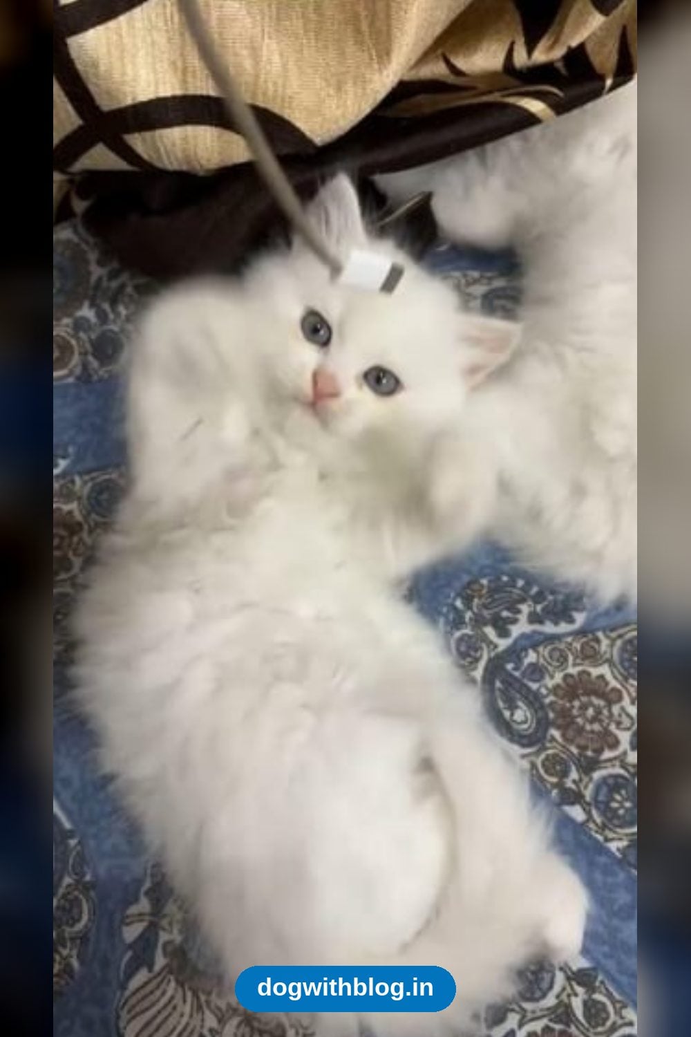 A 48-Day-Old Persian Kitten Needs a Family Who Has the Time — Jaipur