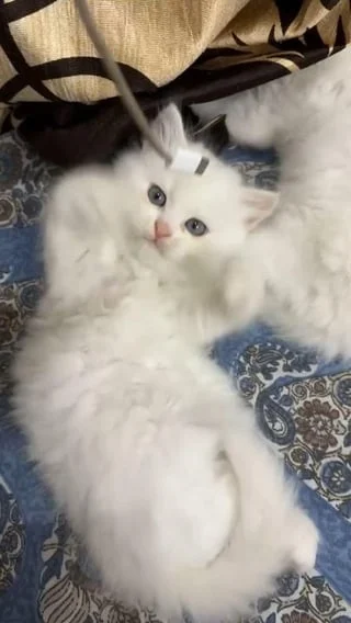 A fluffy white Persian kitten with pale blue eyes lying on its back on a patterned blanket, looking up at the camera