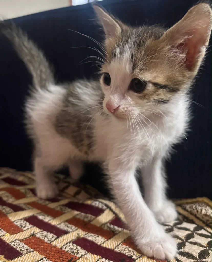 A white kitten with grey and tan patches and a striped tail standing on a patterned cushion. One of two kittens looking for homes in Delhi NCR.