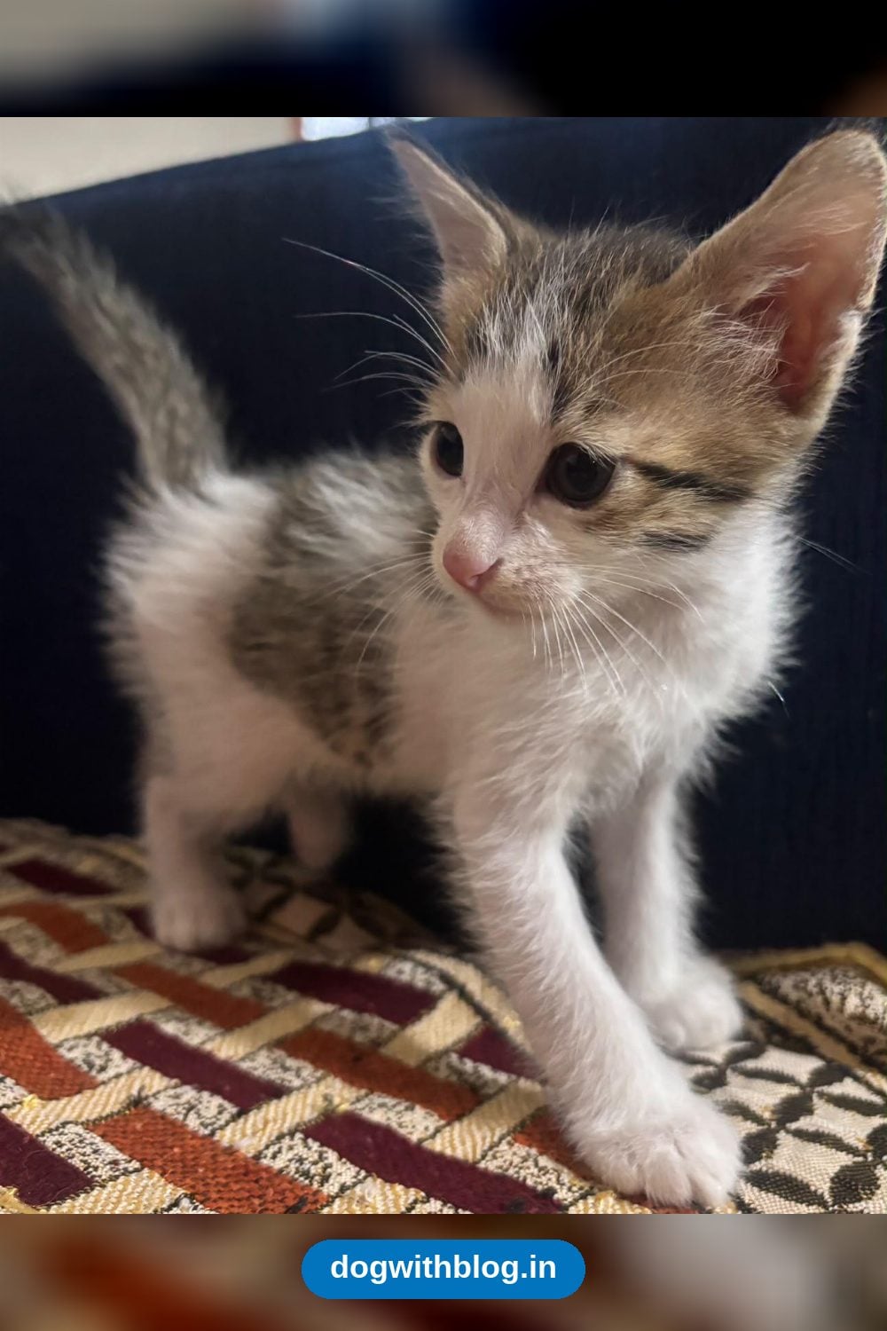 Boy and Girl Kitten Pair, Two Months Old, Ready for Homes in Mid-November in Delhi NCR