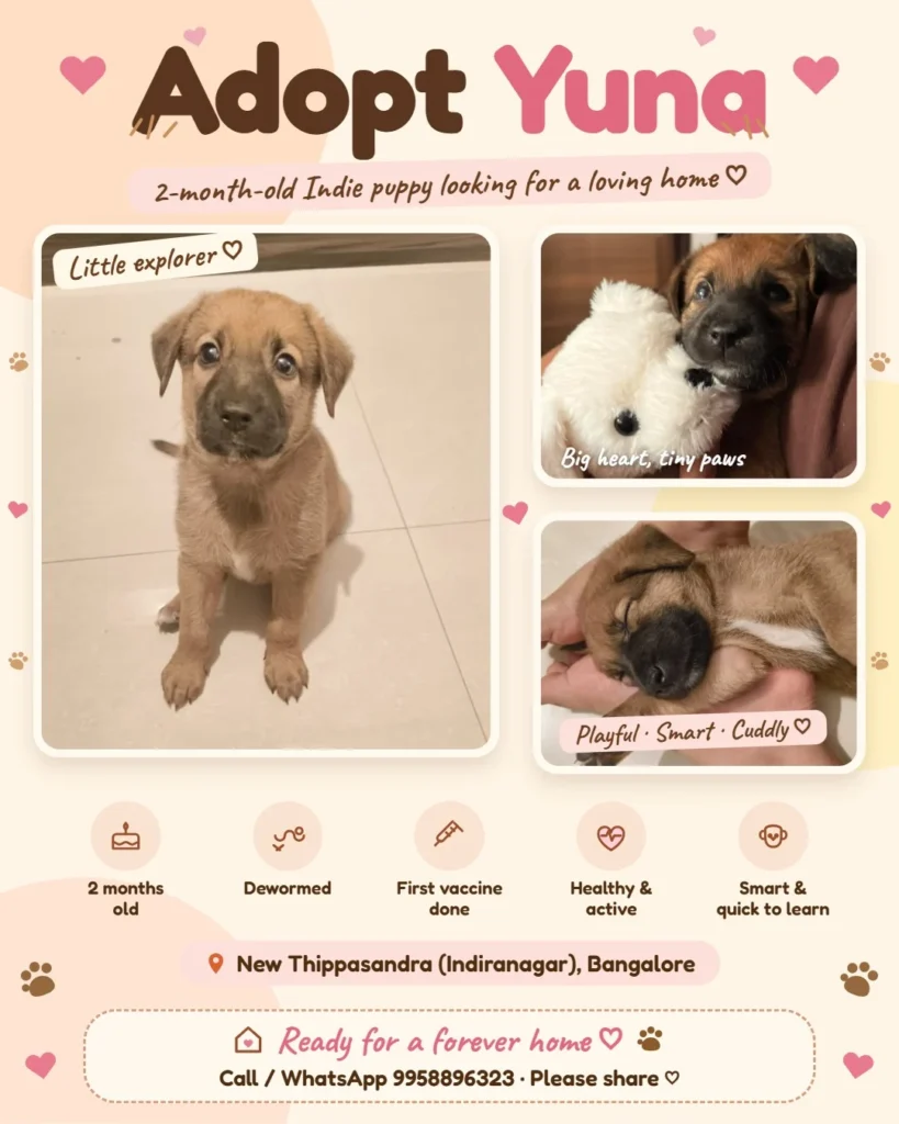 Adoption poster for Yuna, a 2-month-old Indie puppy, showing a tan puppy sitting on a tiled floor and two photos of her sleeping and playing
