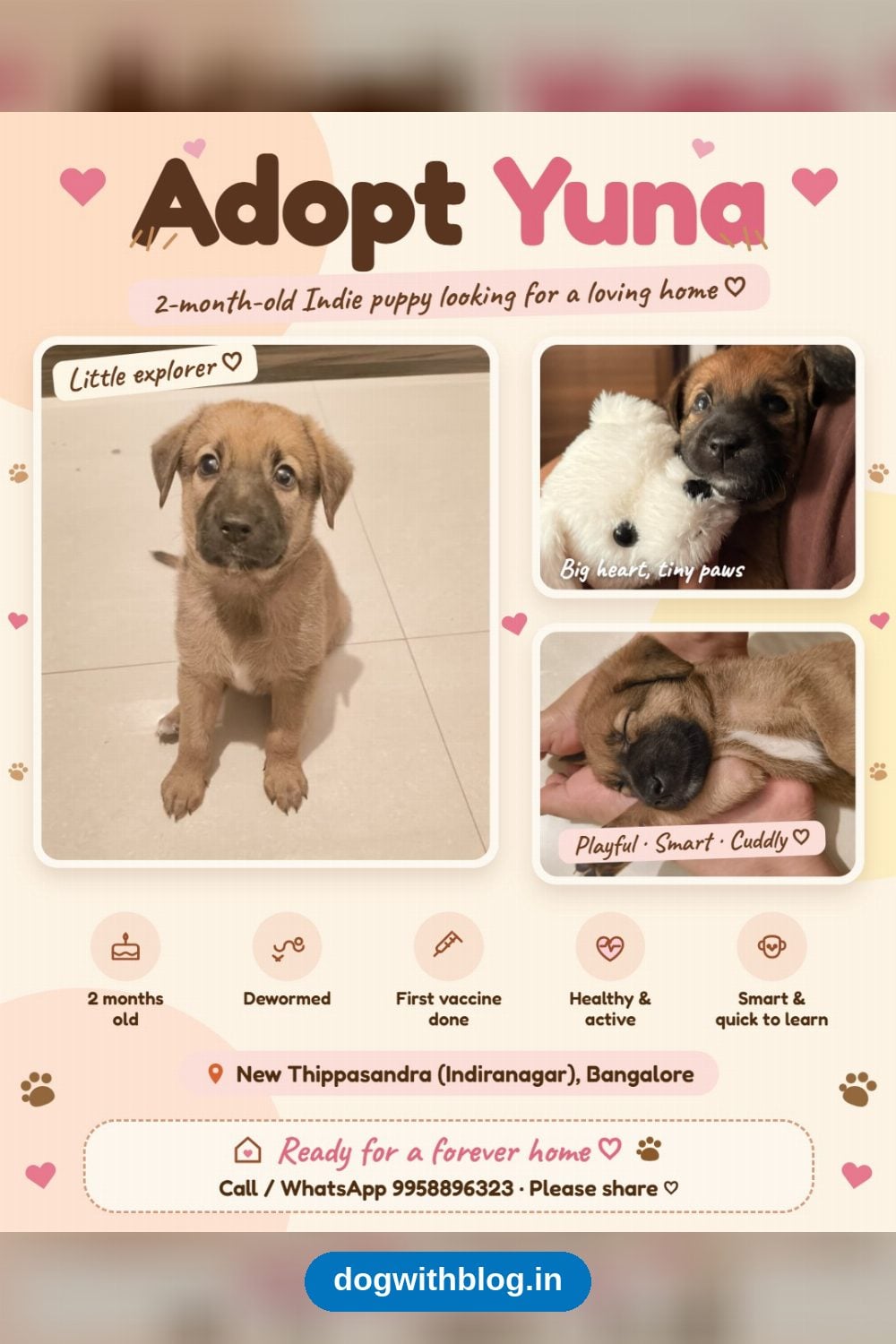 Yuna, a Two-Month-Old Indie Puppy Found at 15 Days Old, Needs a Home in Bengaluru