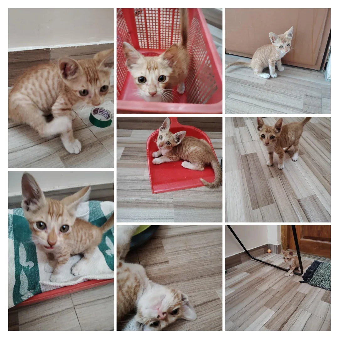Collage of eight photos of a ginger tabby kitten on a tiled floor, in a red basket, on a red dustpan and on a green and white towel.