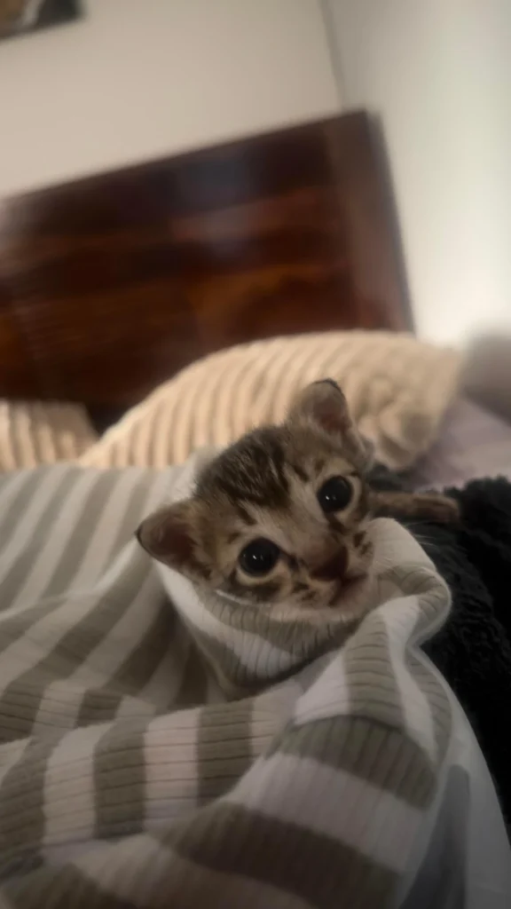 Tiny tabby kitten wrapped in a grey striped blanket looking up at the camera