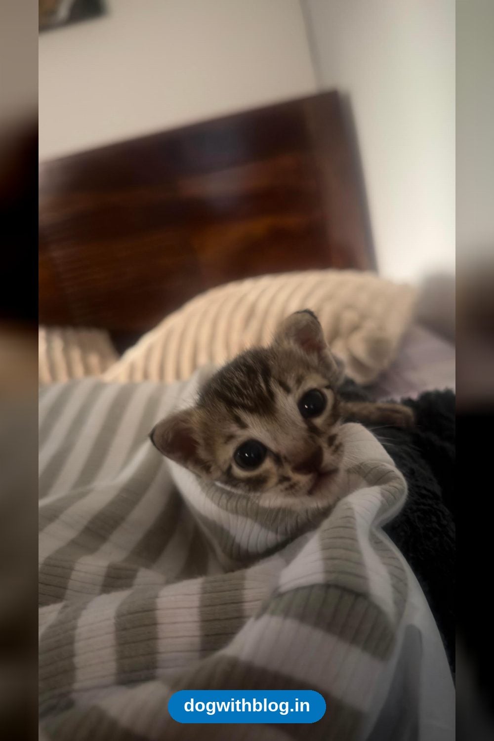 Tara, a Tiny Kitten About 15 to 20 Days Old, Needs a Forever Home β Delhi NCR