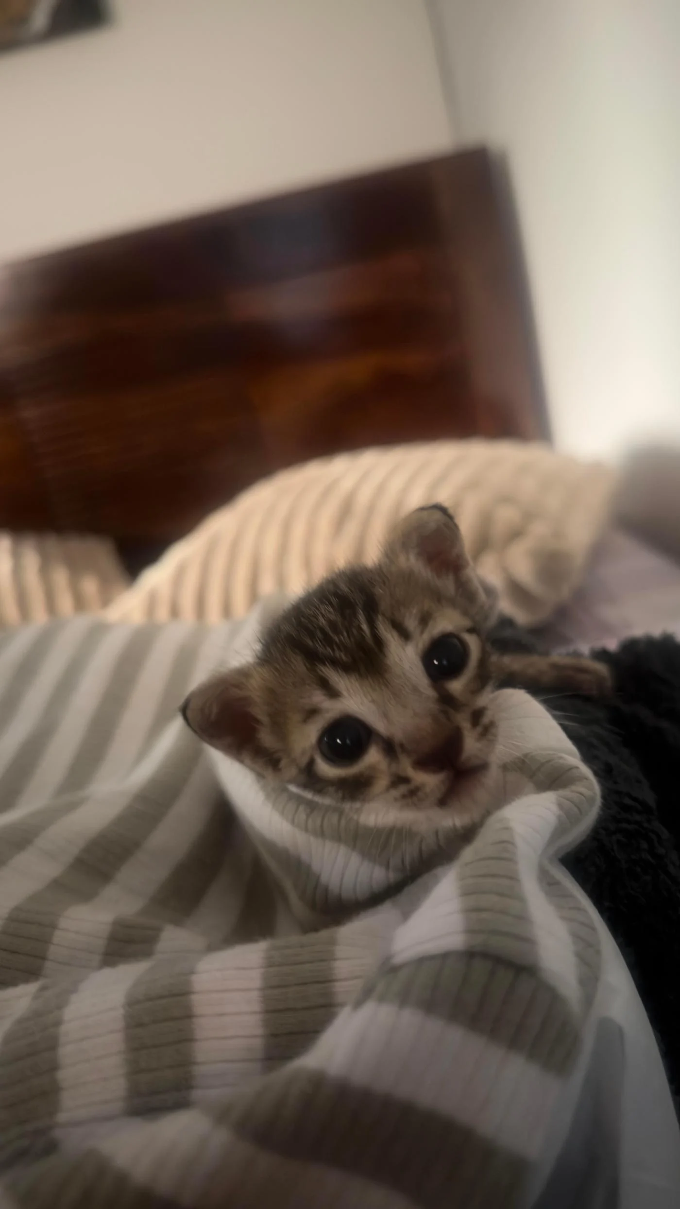 Tara, a Tiny Kitten About 15 to 20 Days Old, Needs a Forever Home in Delhi NCR