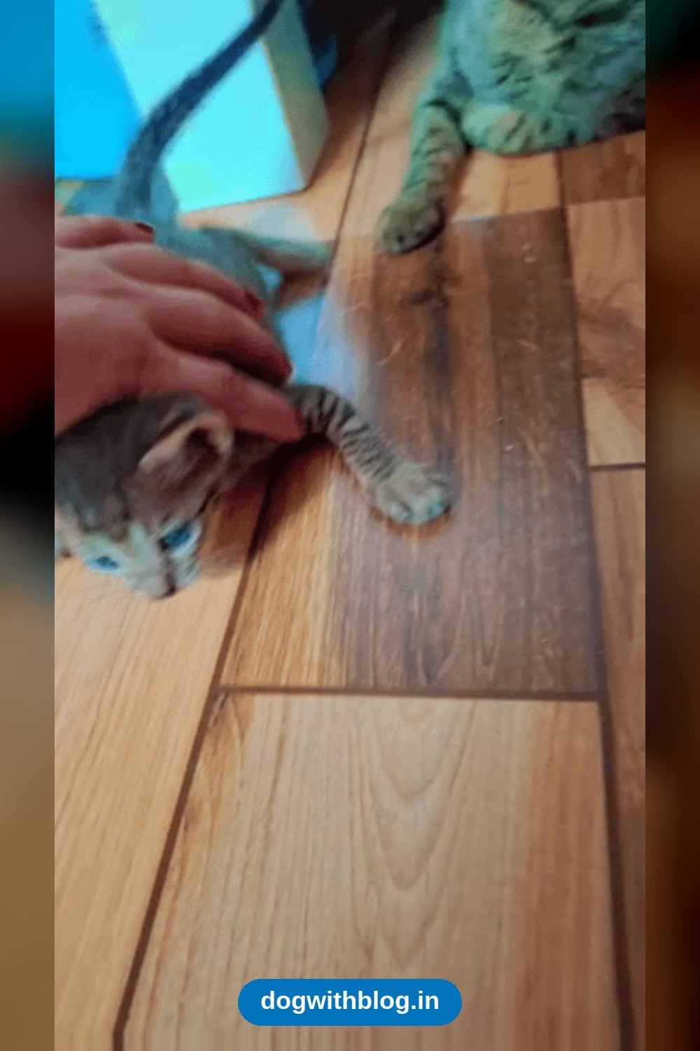 Black Male Kitten, 2 to 3 Months Old, Needs a Free Home — Kanpur