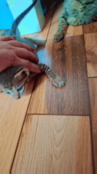 A small dark kitten on a wooden floor with a person’s hand reaching toward it