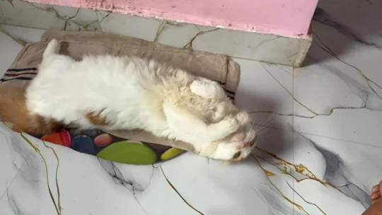 Mia, a Gentle Cat Who Learned to Walk Again, Needs a Forever Home, adoptable cat in Mumbai